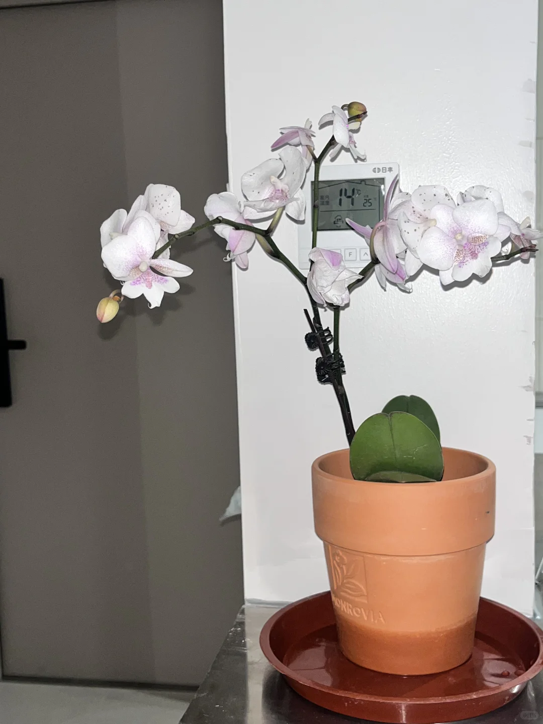 均价不到20的植物