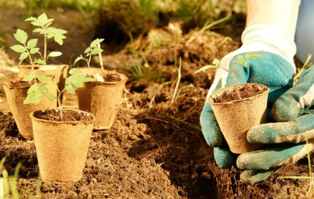 食物残渣变肥料