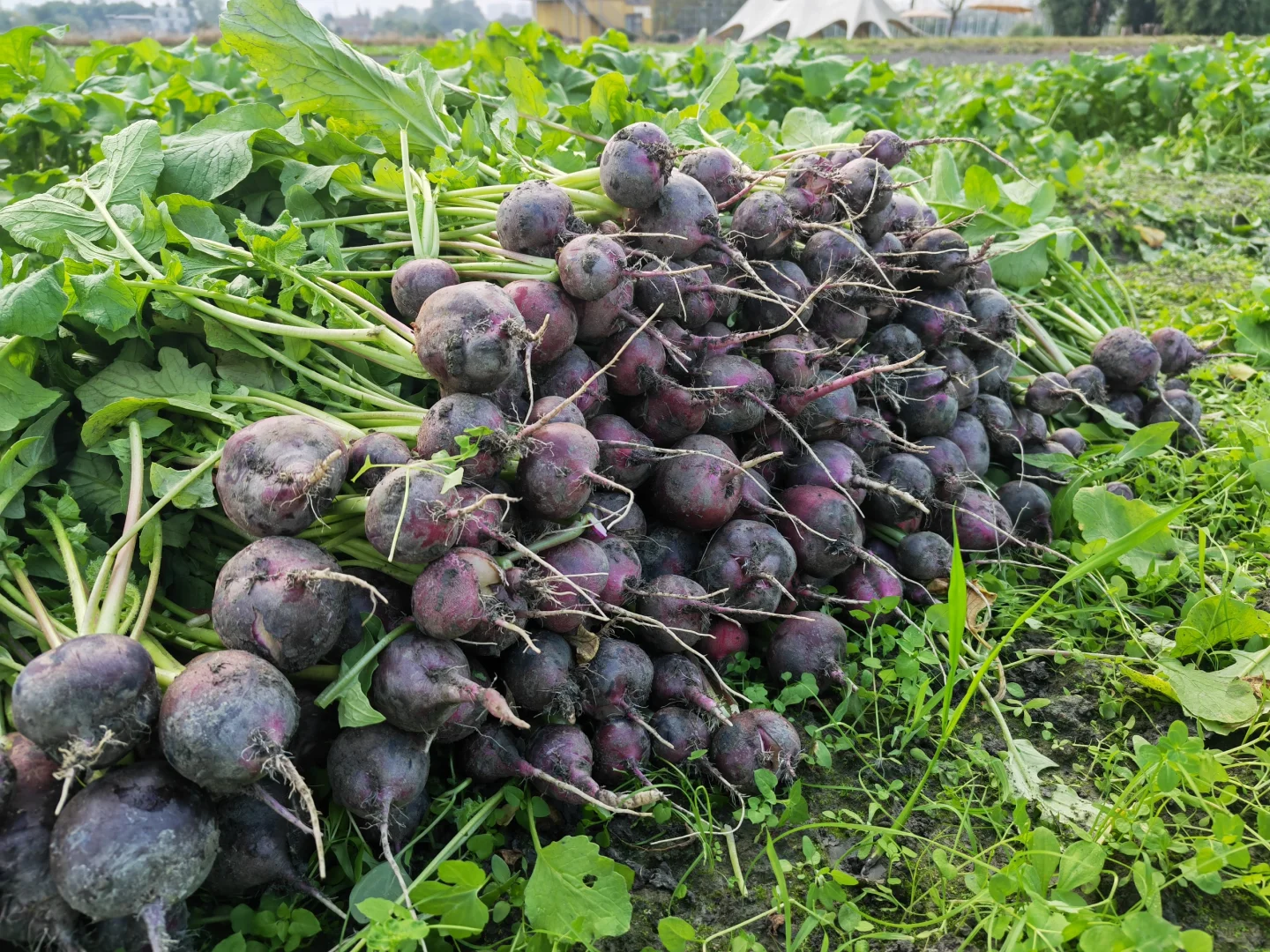 秋收系列||冬季叶菜大合集