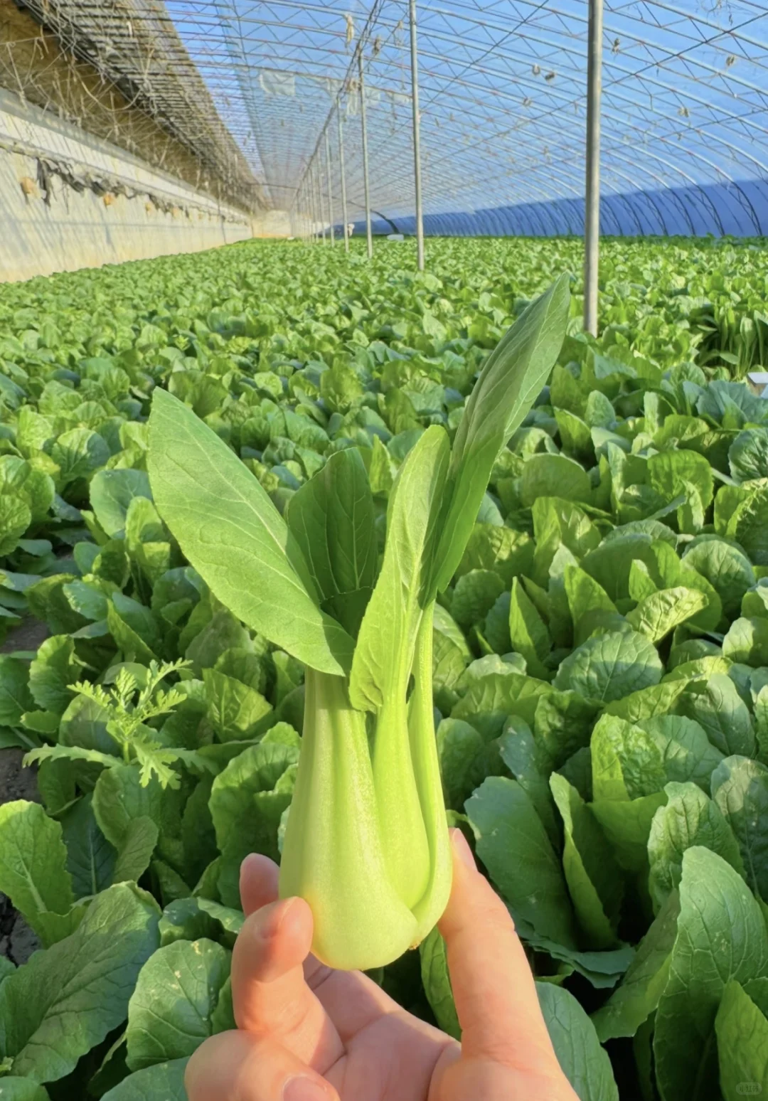 新鲜食材来啦、上海全境送货上门