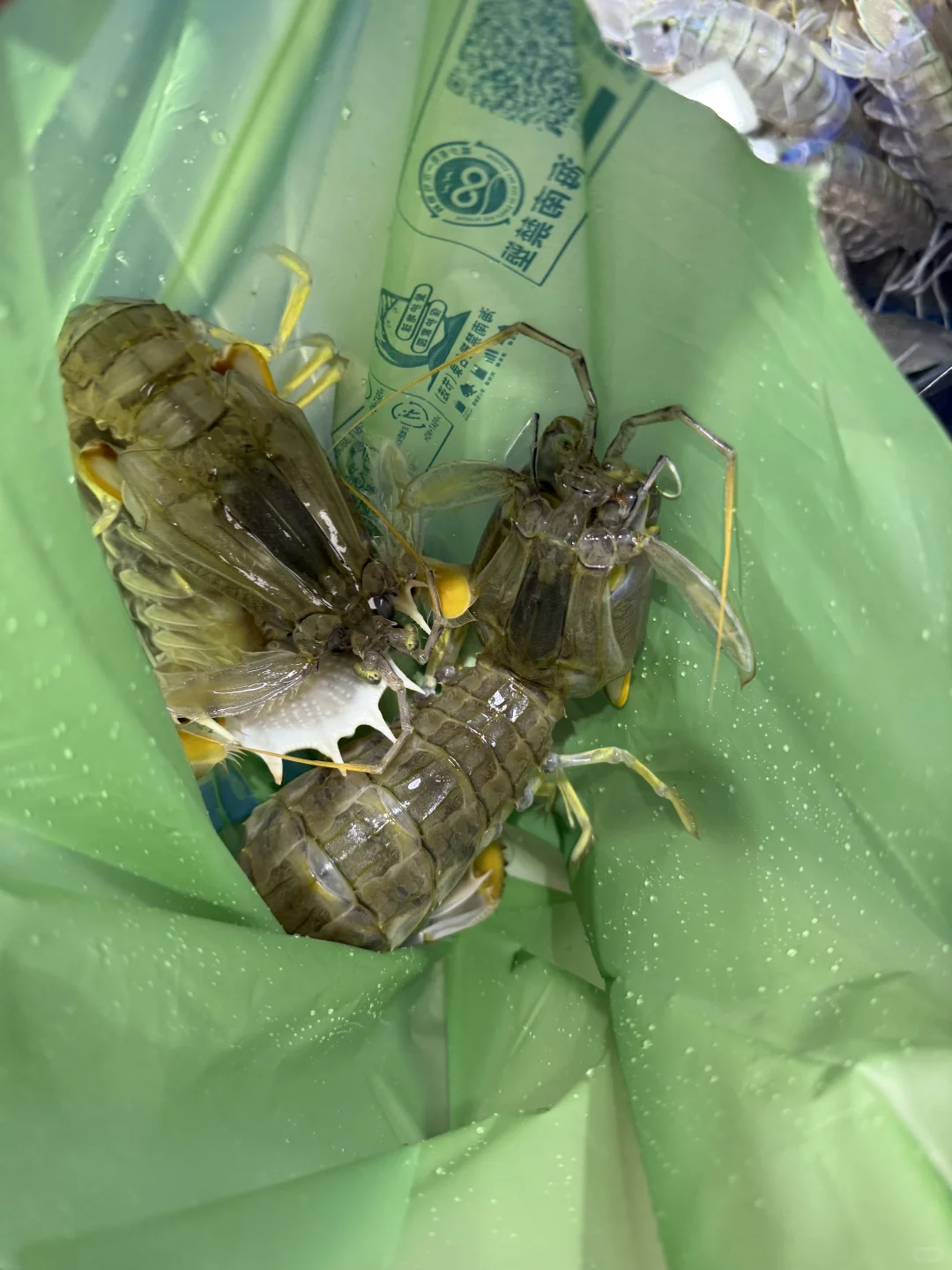 五刷三亚，第一市场吃海鲜首次感到很满意