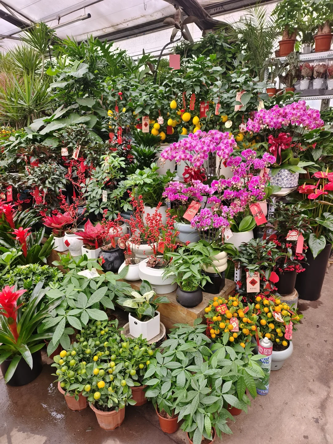 年宵花?年味浓浓?乌鲁木齐绿植