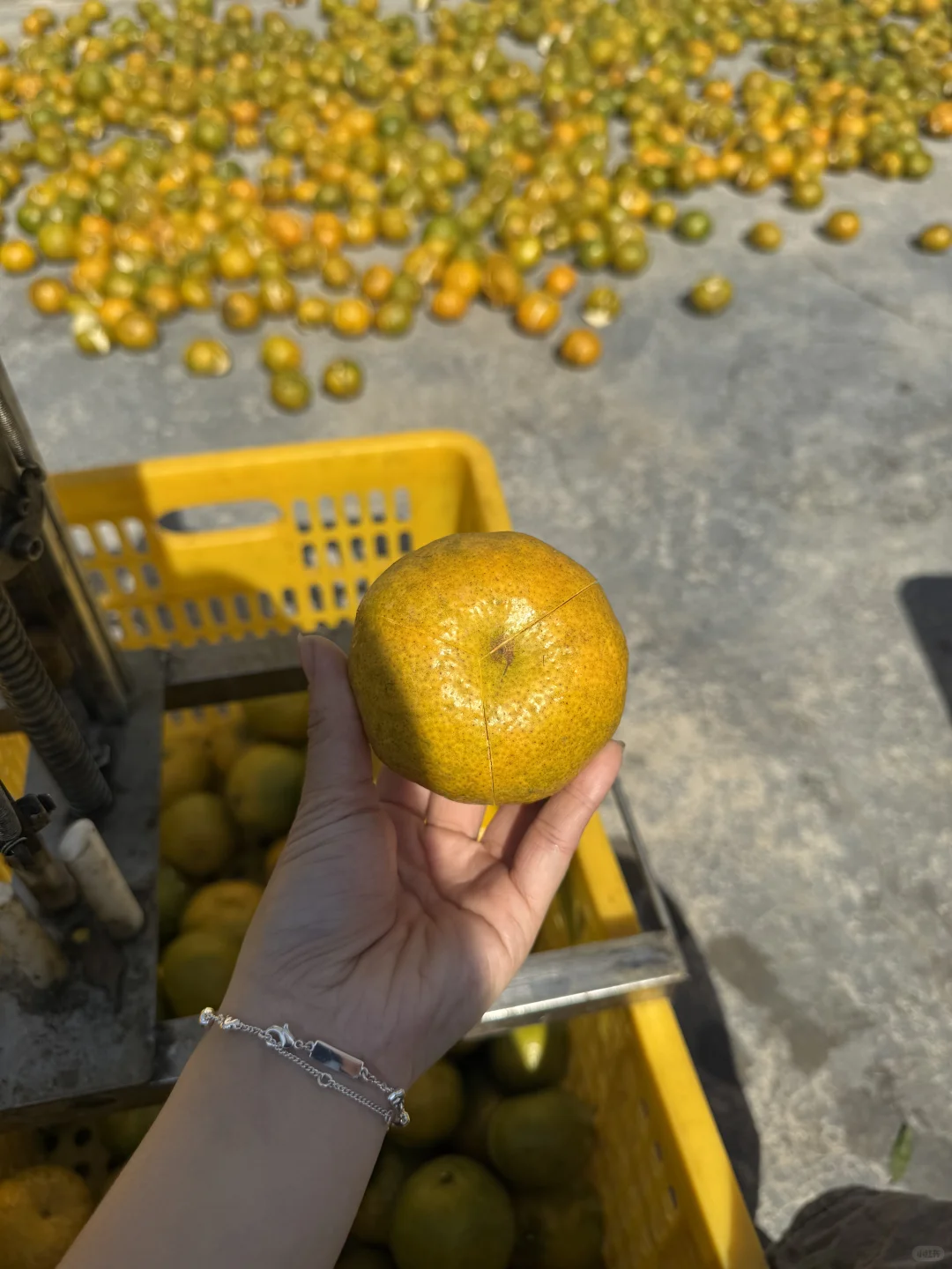 新会陈皮还能代加工？