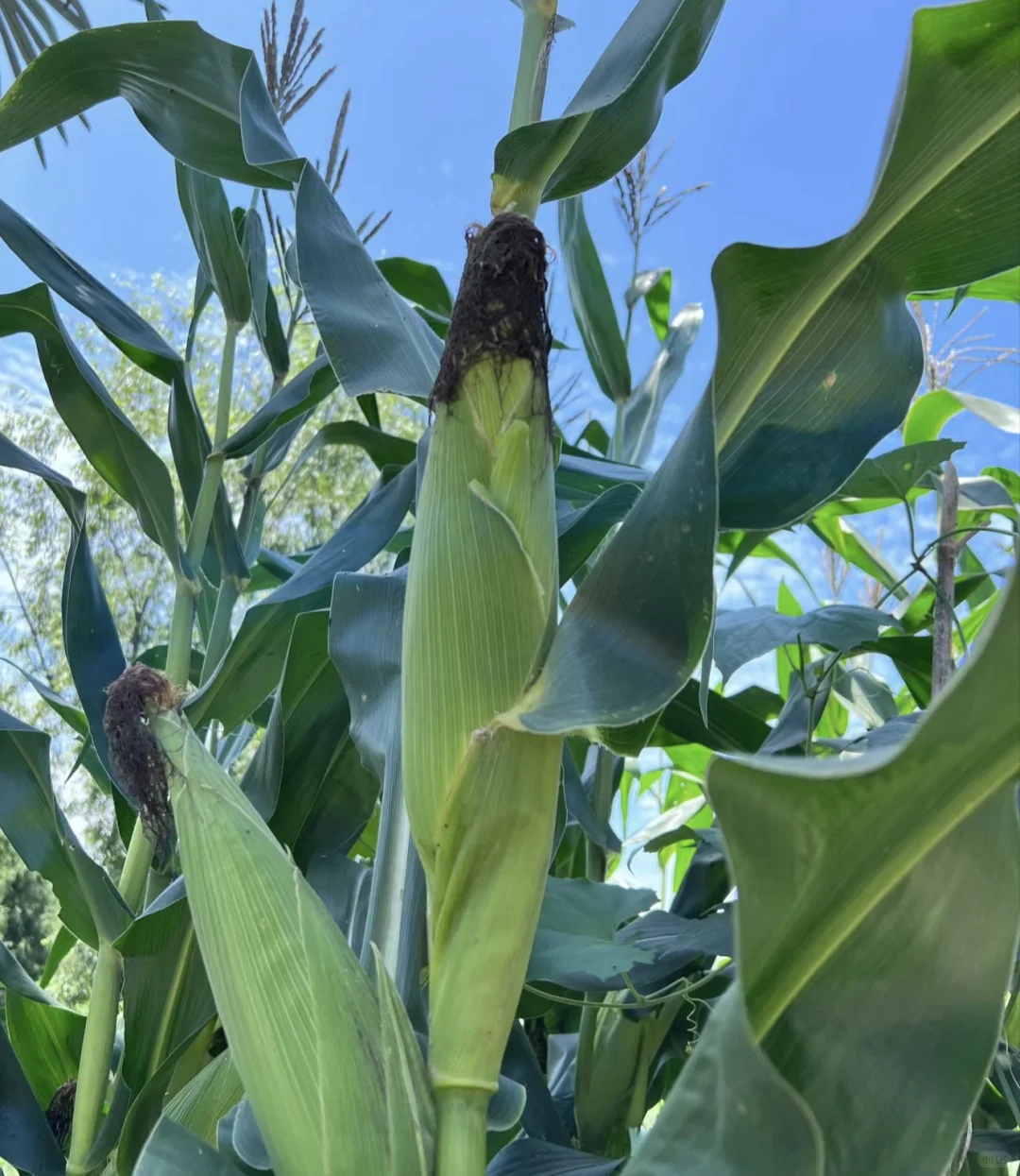 人间烟火气?田园风光美好又治愈?