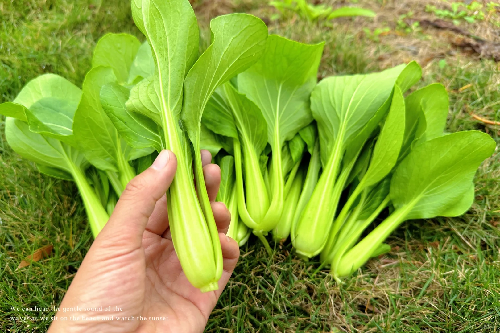 秋收系列||冬季叶菜大合集