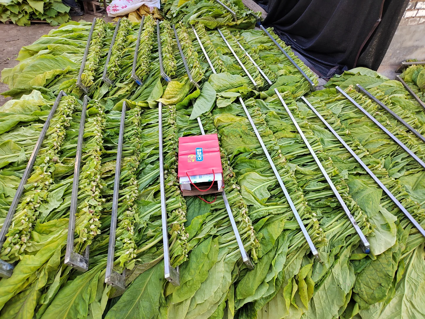 ?乡野日记-烟叶的种植与加工