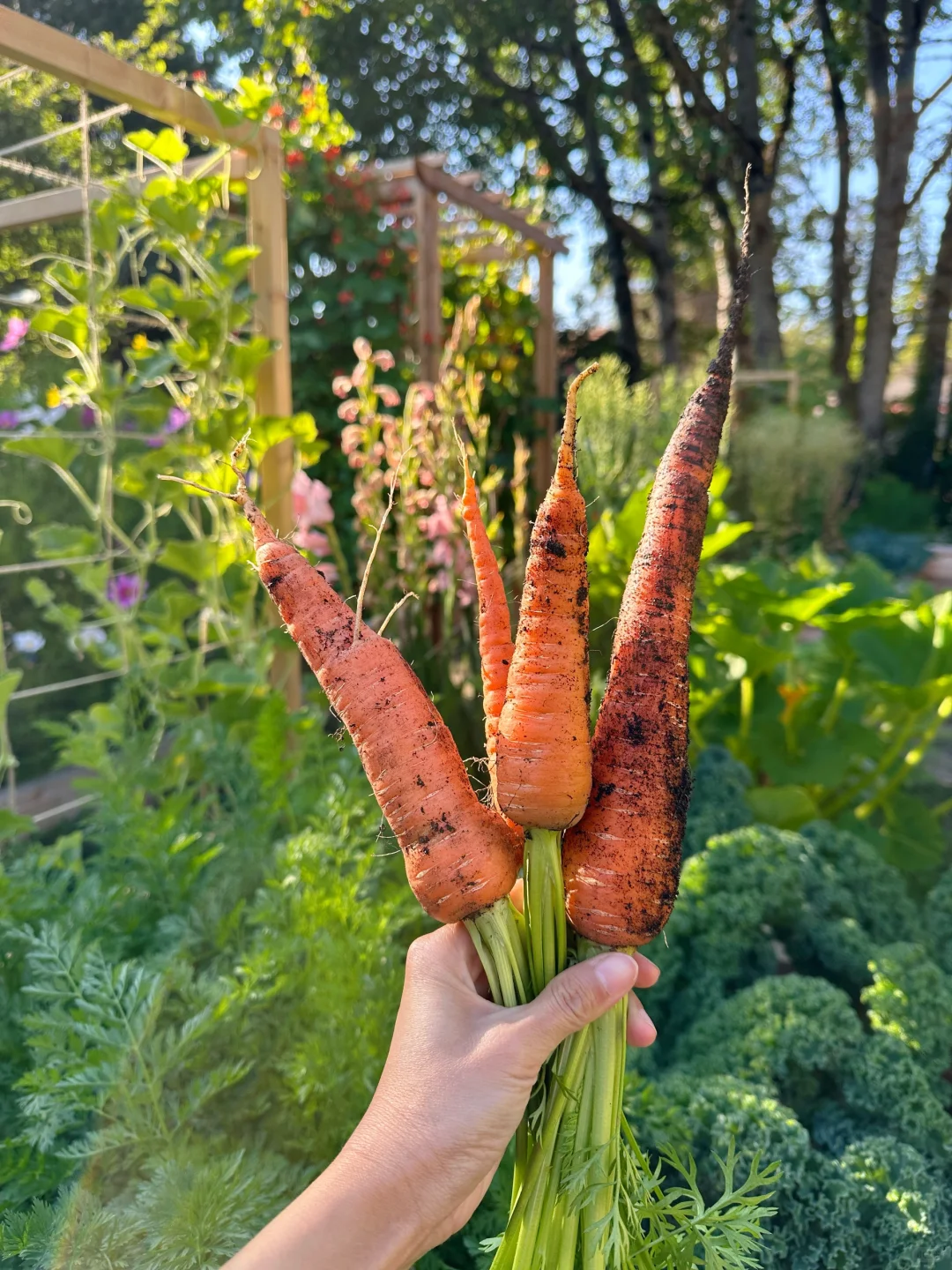 我和菜园有个假期?