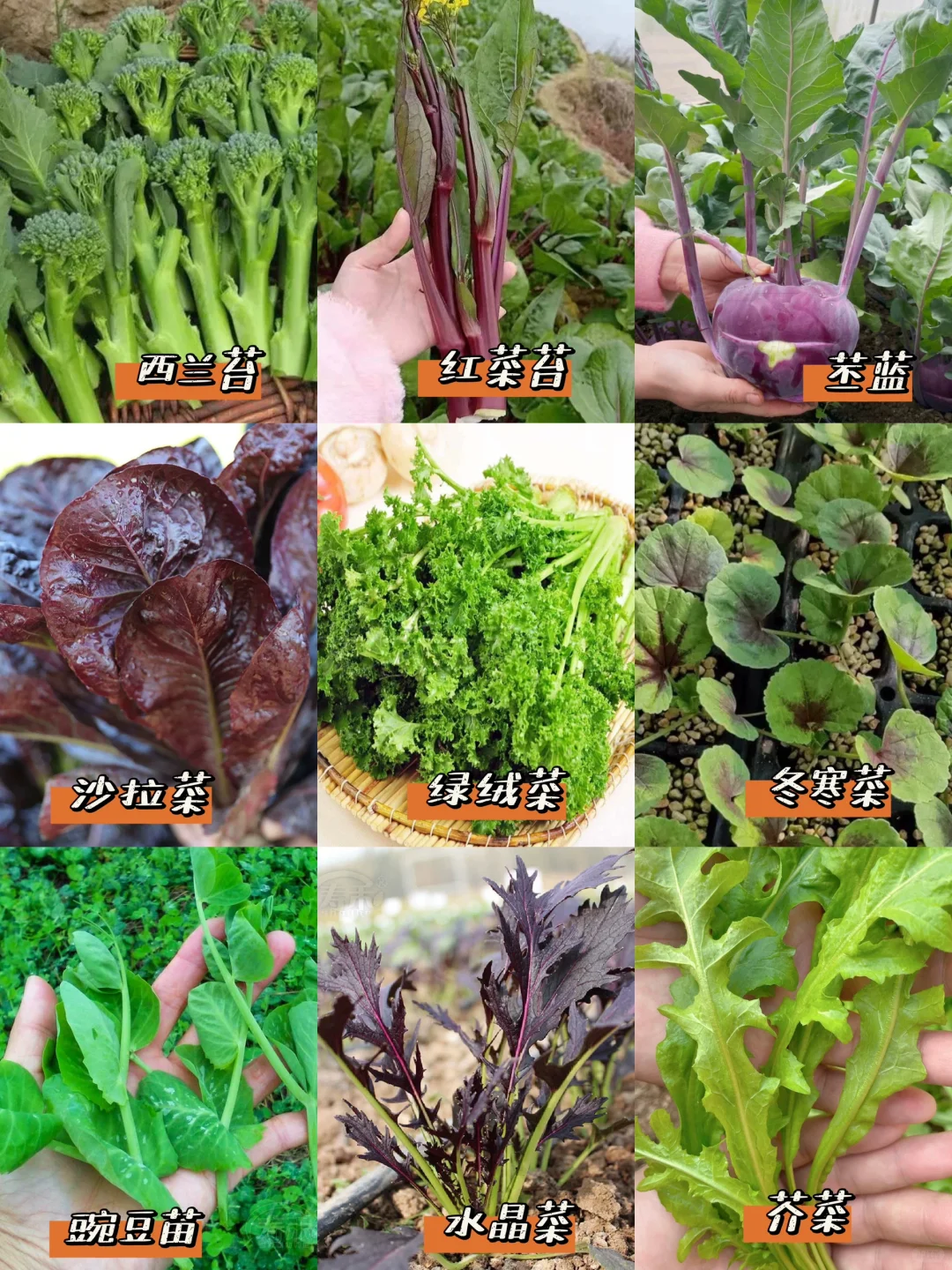 我秋播的一些耐寒蔬菜品种??