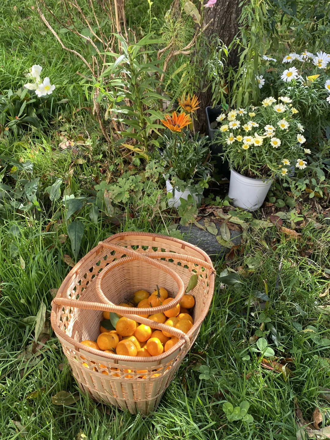 乡村市集逛不够?