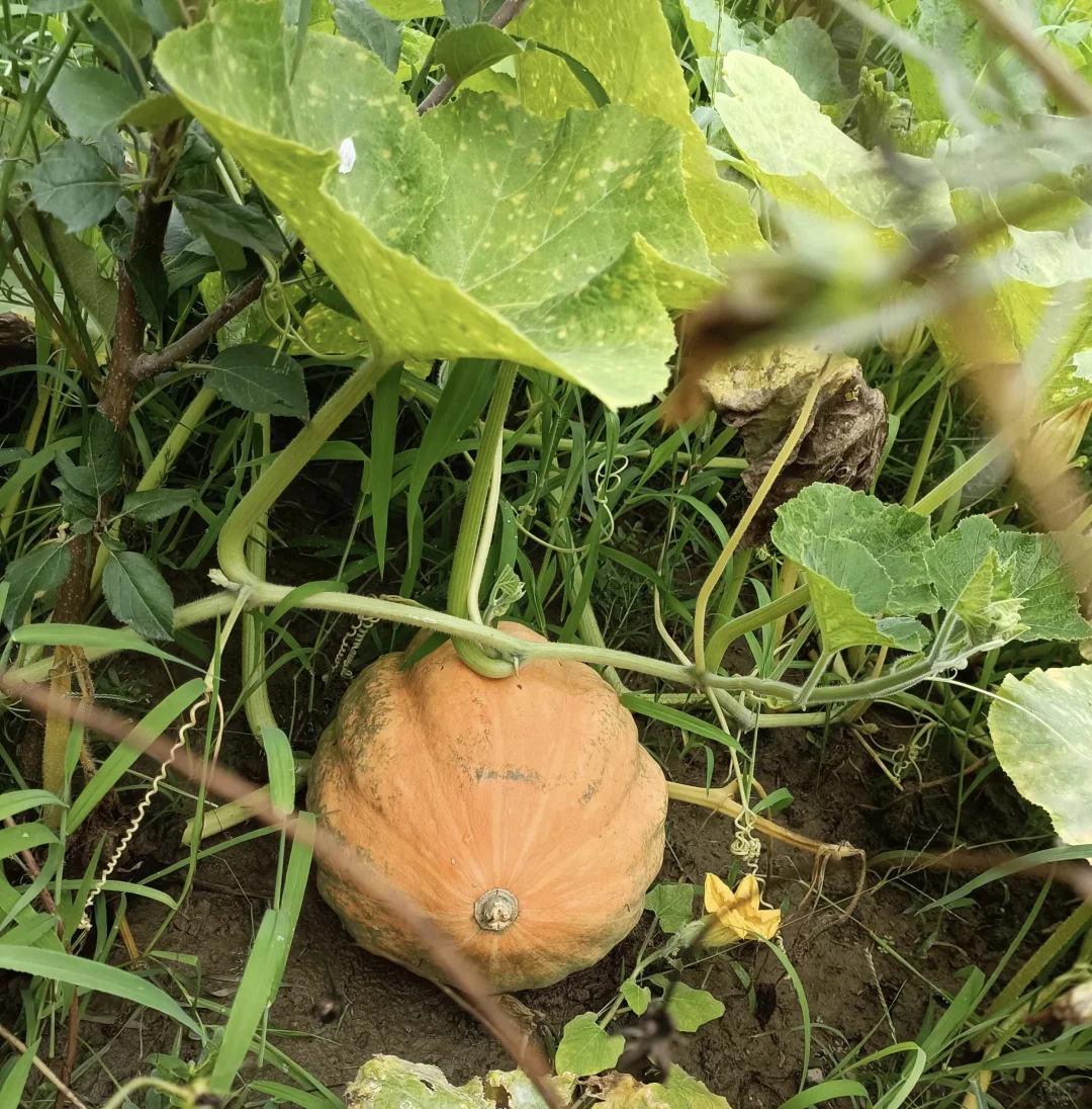 人间烟火气?田园风光美好又治愈?