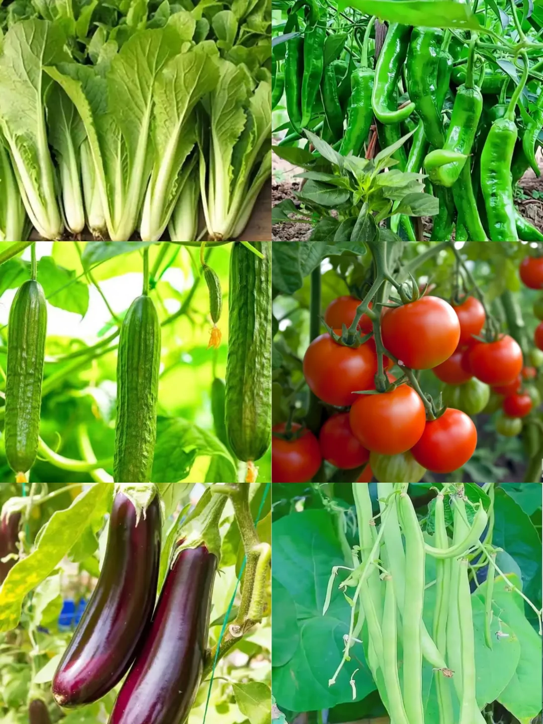 3月种植蔬菜指南来啦