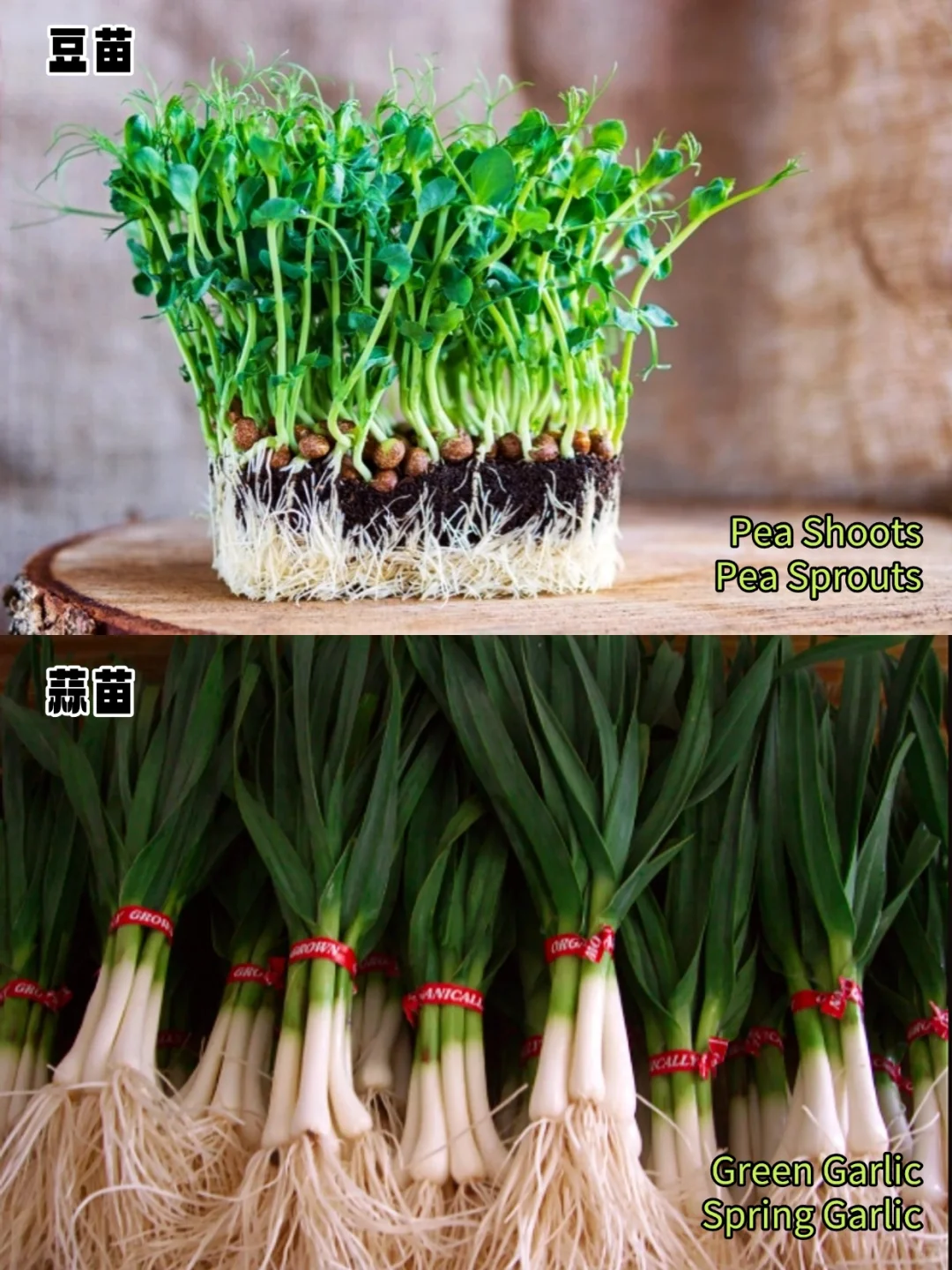 加拿大常见蔬菜中英文对照?叶菜篇