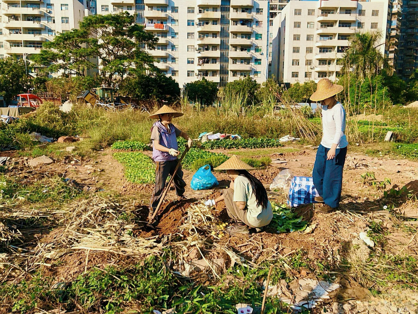 招募| 都市农夫.土壤修复工作坊，新手友好