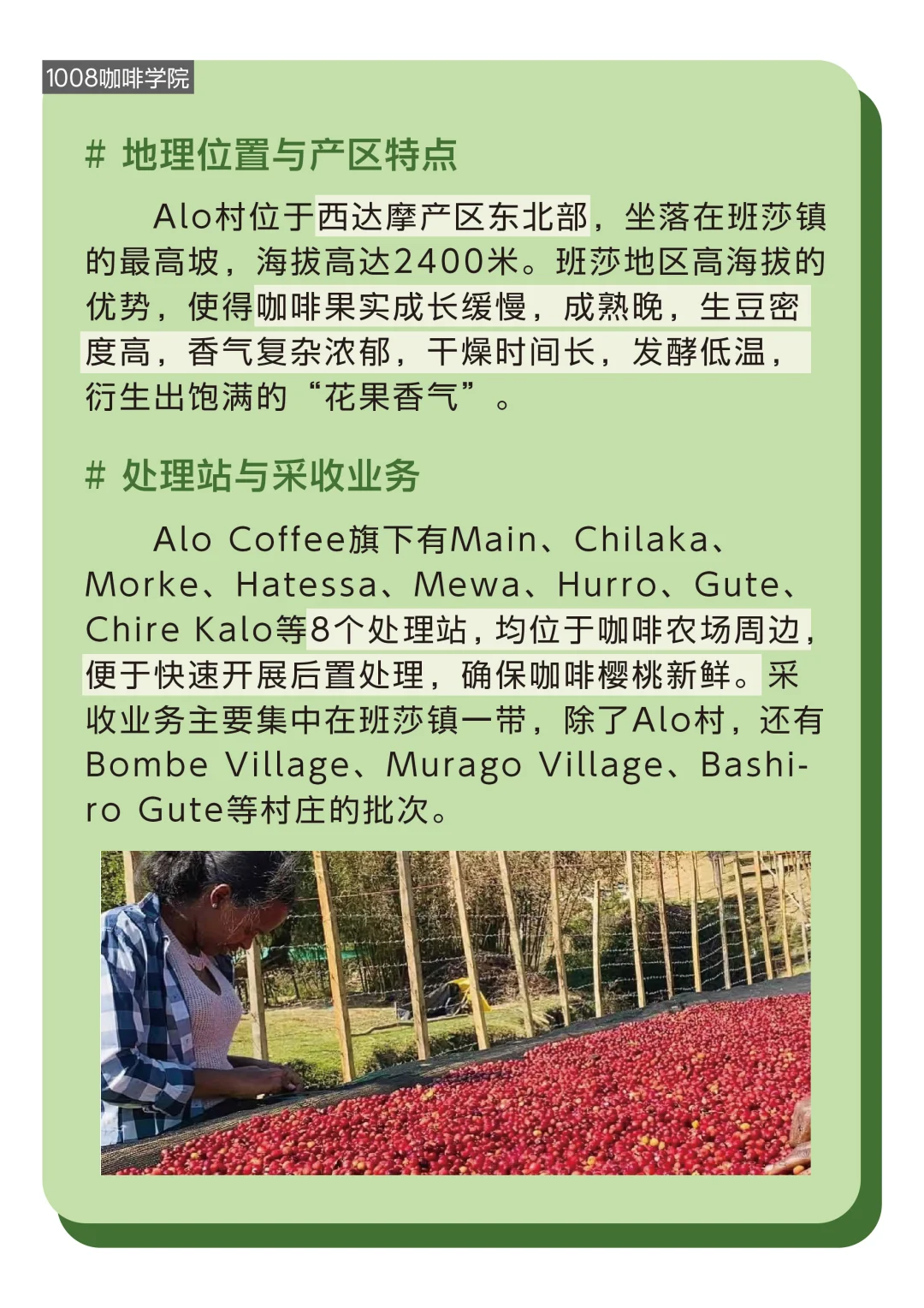 咖啡小知识丨Alo Coffee