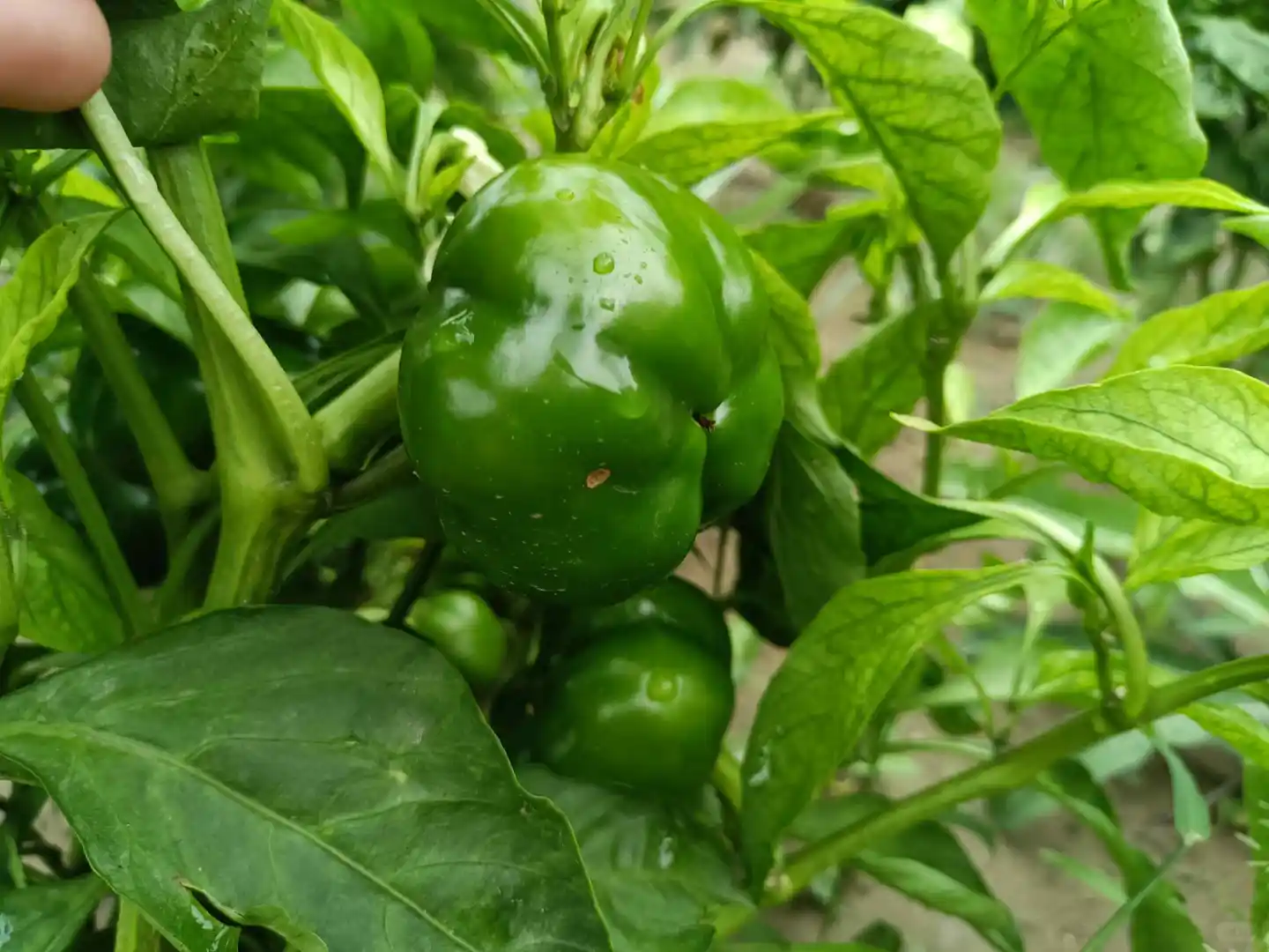 人间烟火气?田园风光美好又治愈?