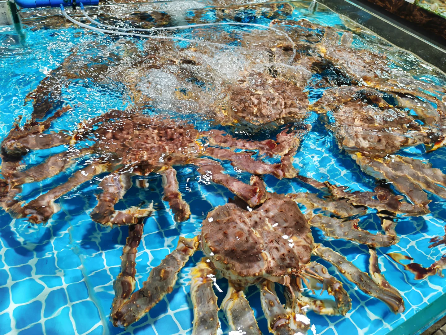 北海海鲜加工真的太贴心了‼️“不满意重做