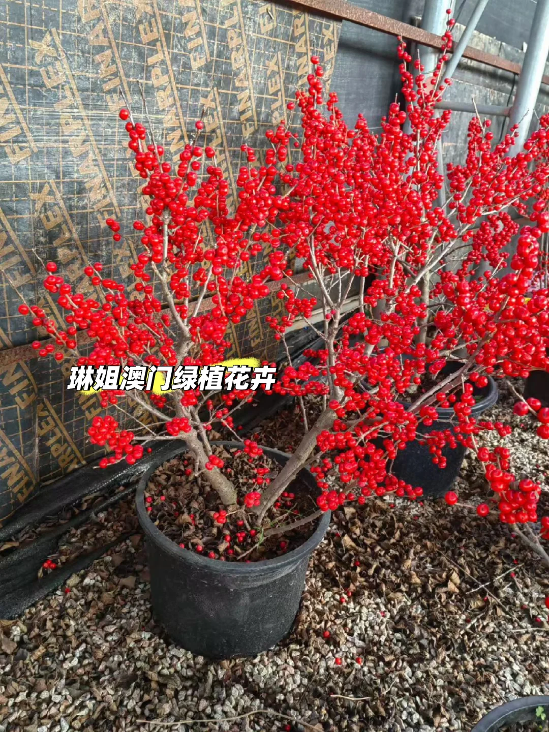 澳門??直供 紅果冬青、聖誕樹?