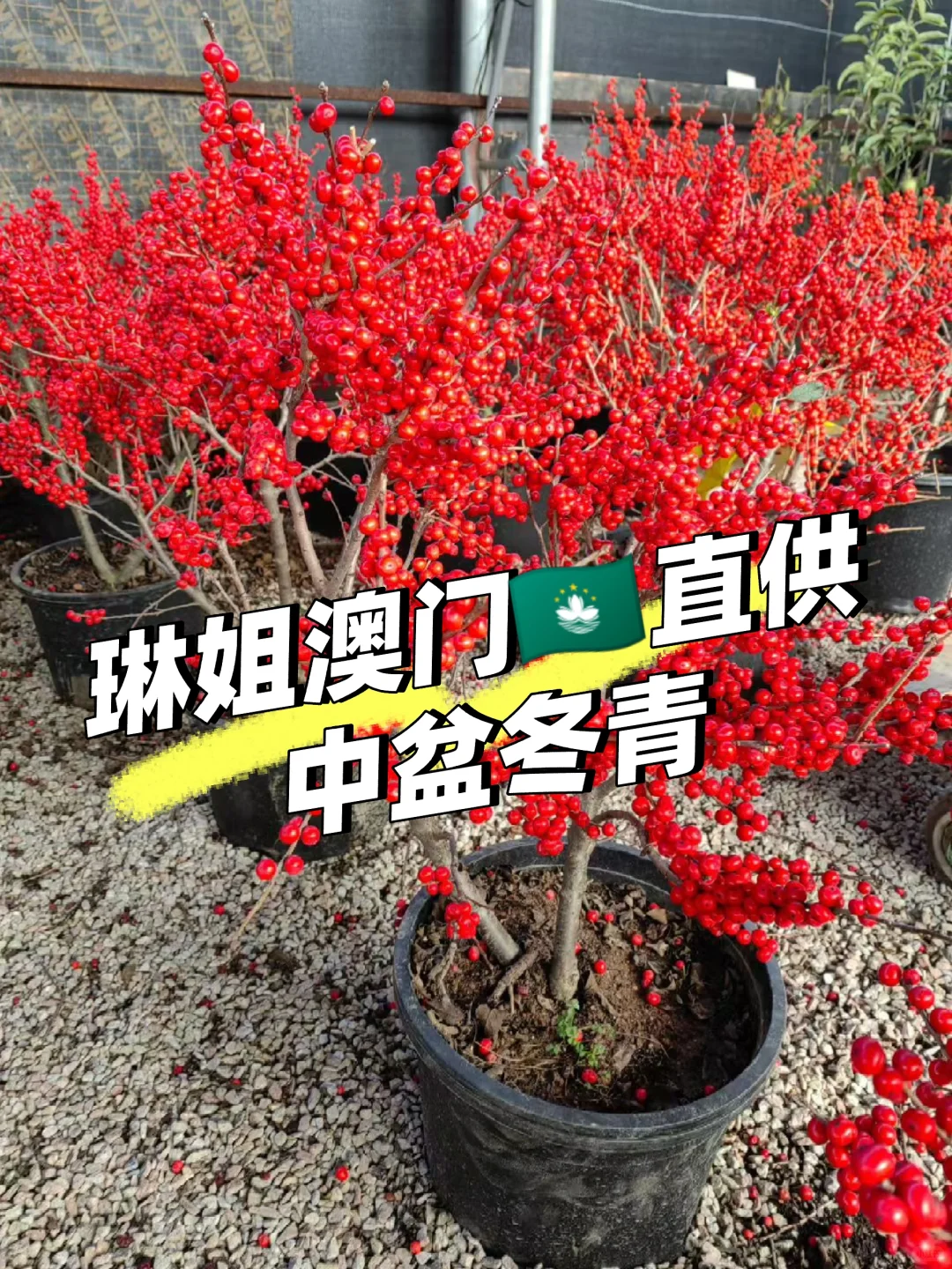 澳門??直供 紅果冬青、聖誕樹?