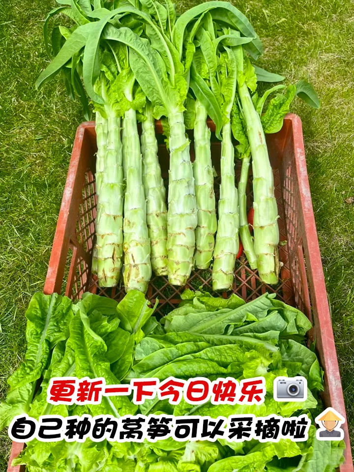 【莴笋种植日记：从绿意萌动到餐桌上的清新】