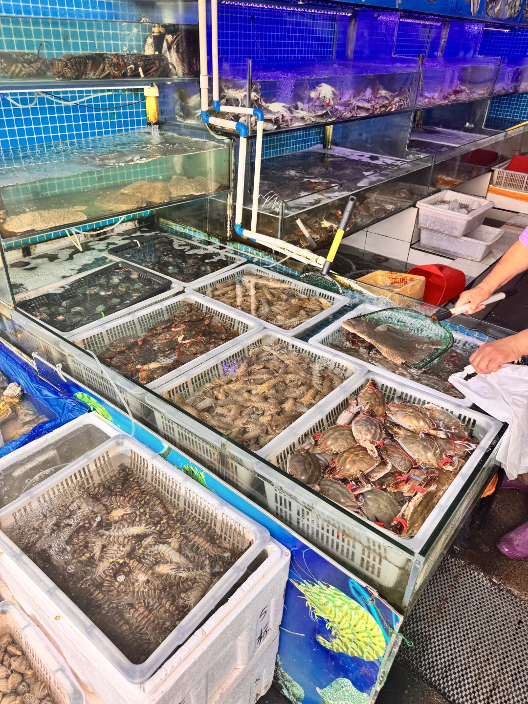 秦皇岛｜别去网红店了！体验海鲜自购➕代加工