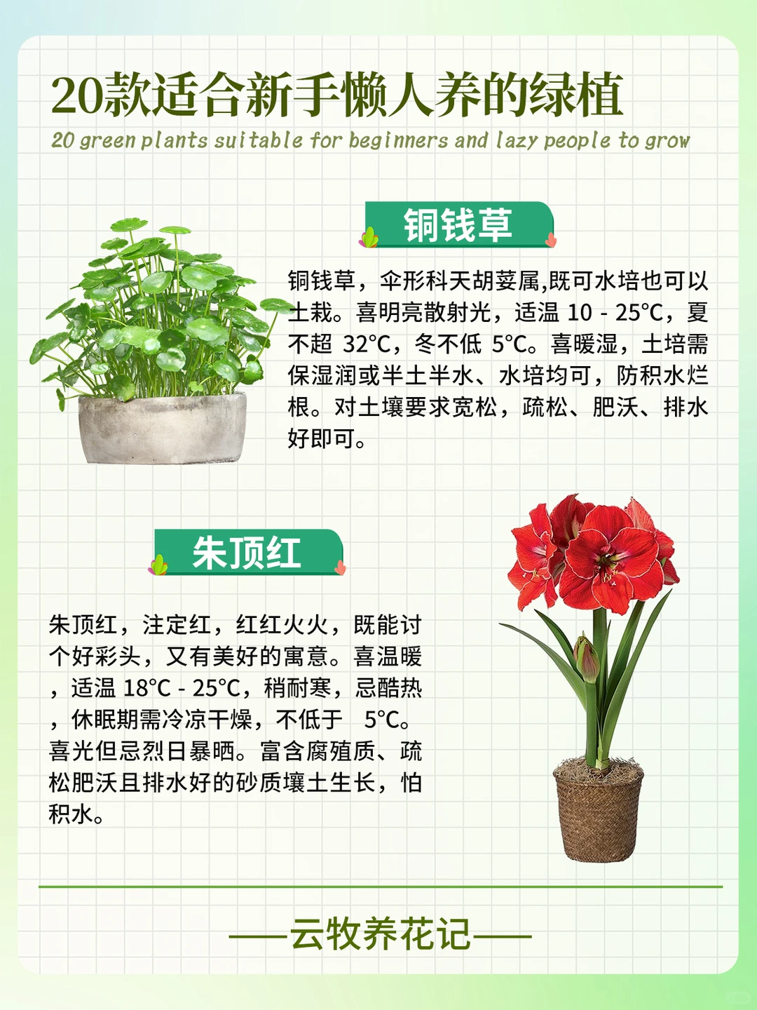 20款好养易活的绿植~新手、懒人小白必备！