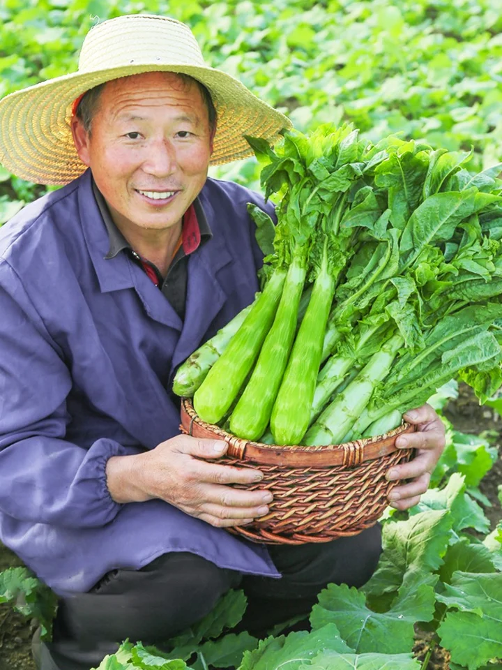 【莴笋种植日记：从绿意萌动到餐桌上的清新】
