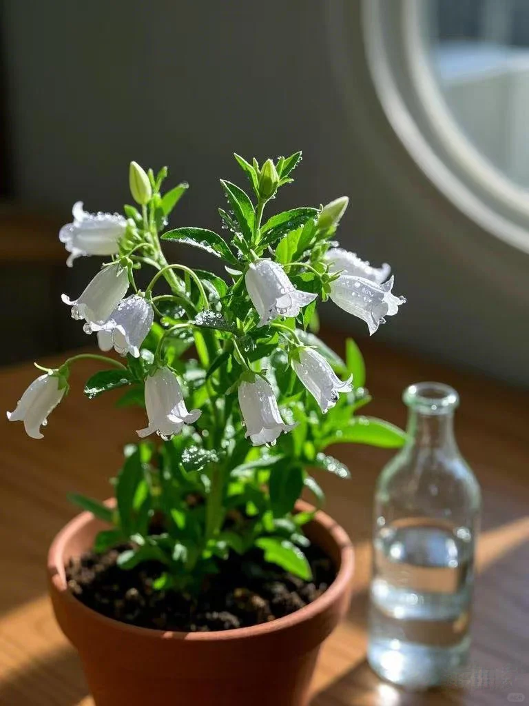 No.67#每日一植#风铃草?