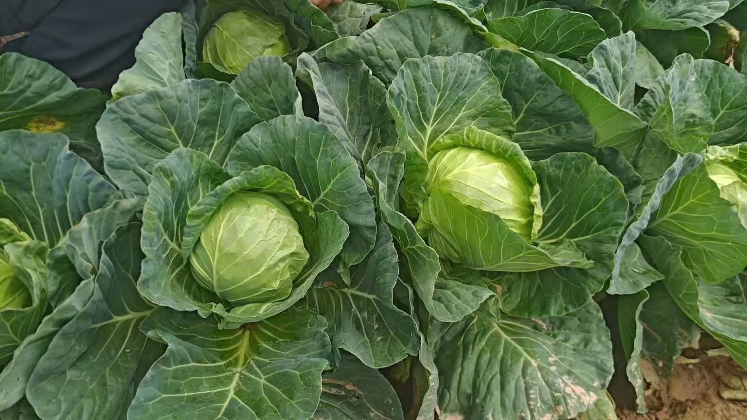 做有温度的助农活动！！！