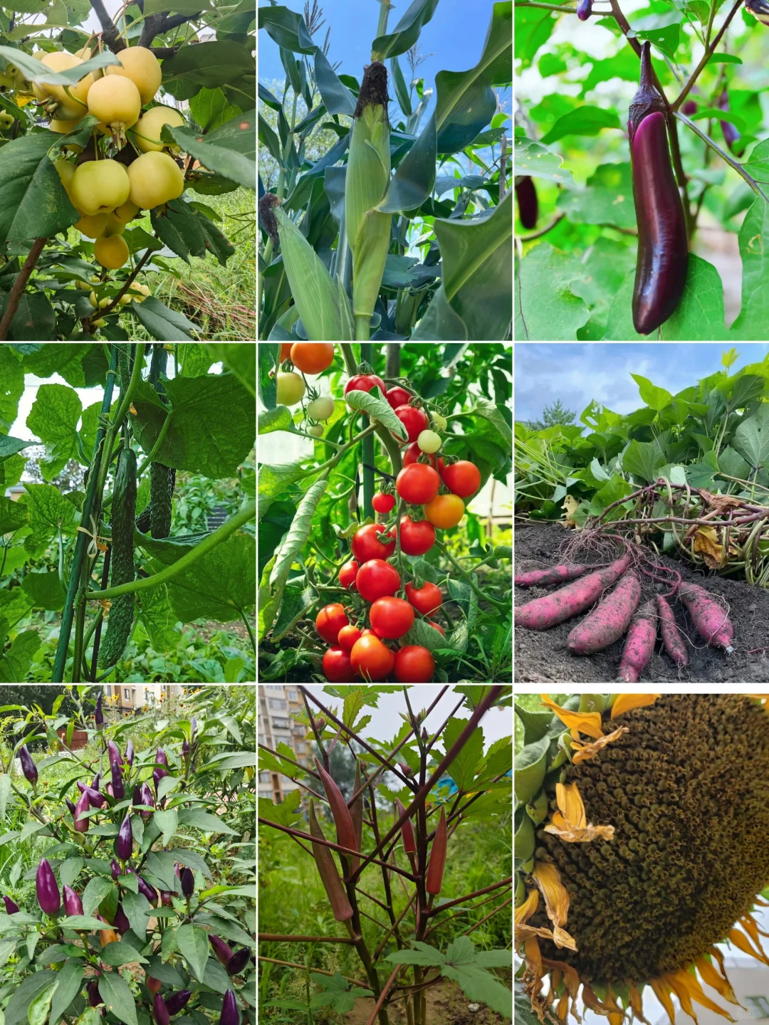 人间烟火气?田园风光美好又治愈?