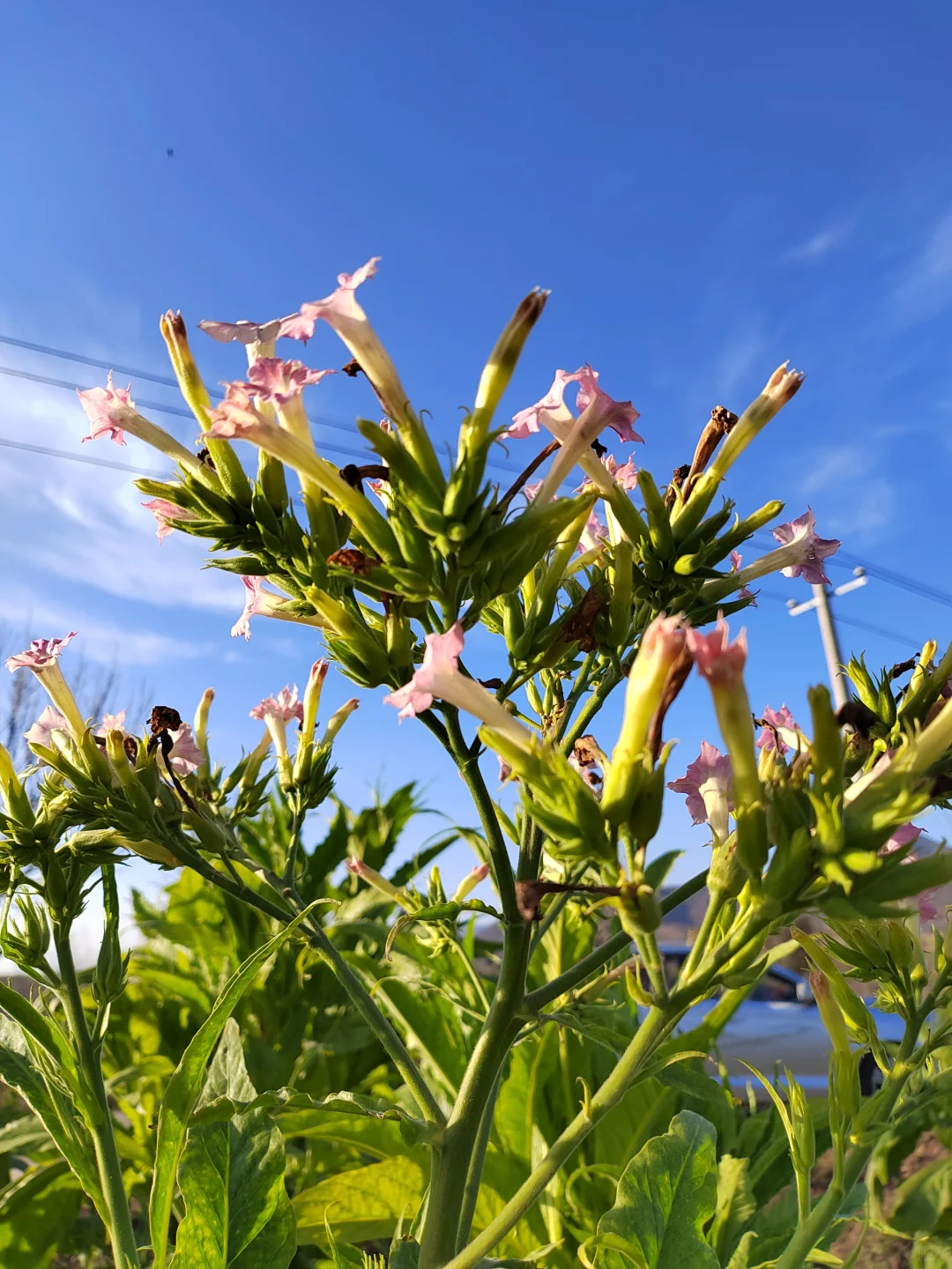 ?乡野日记-烟叶的种植与加工