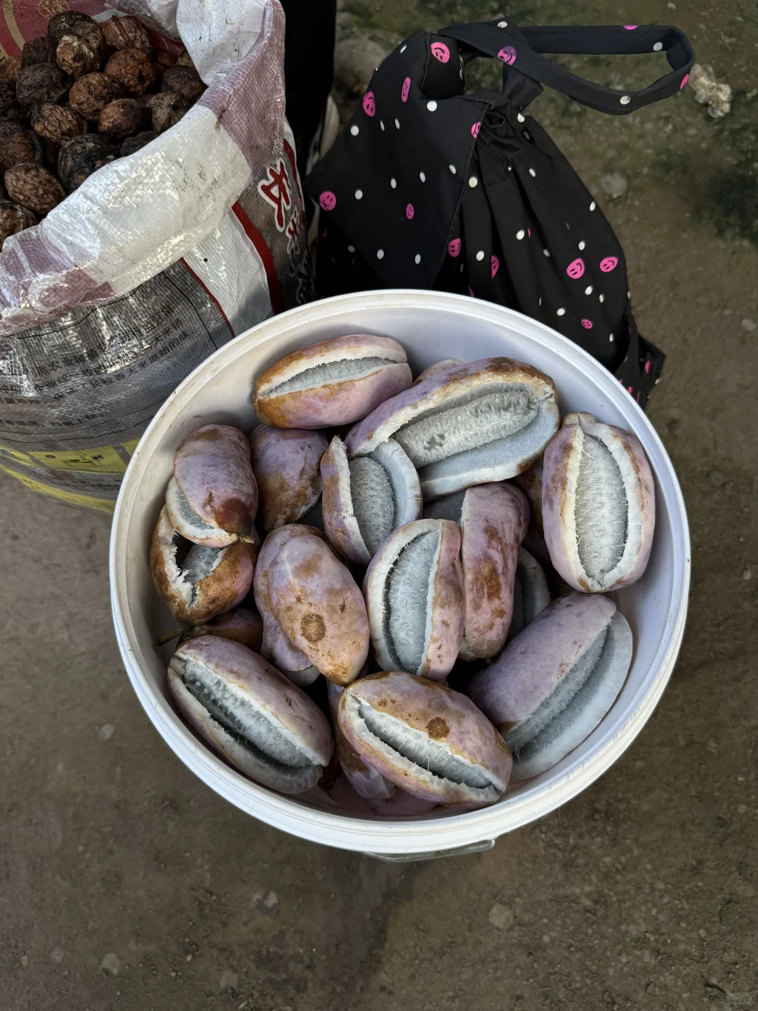 “靠山吃山：大山里这个季节吃啥…..”