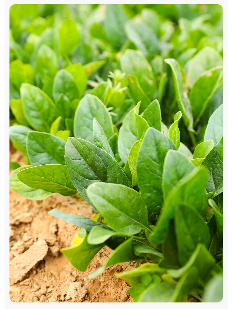 早春抢先种这些菜，收获快，光照不好也能种