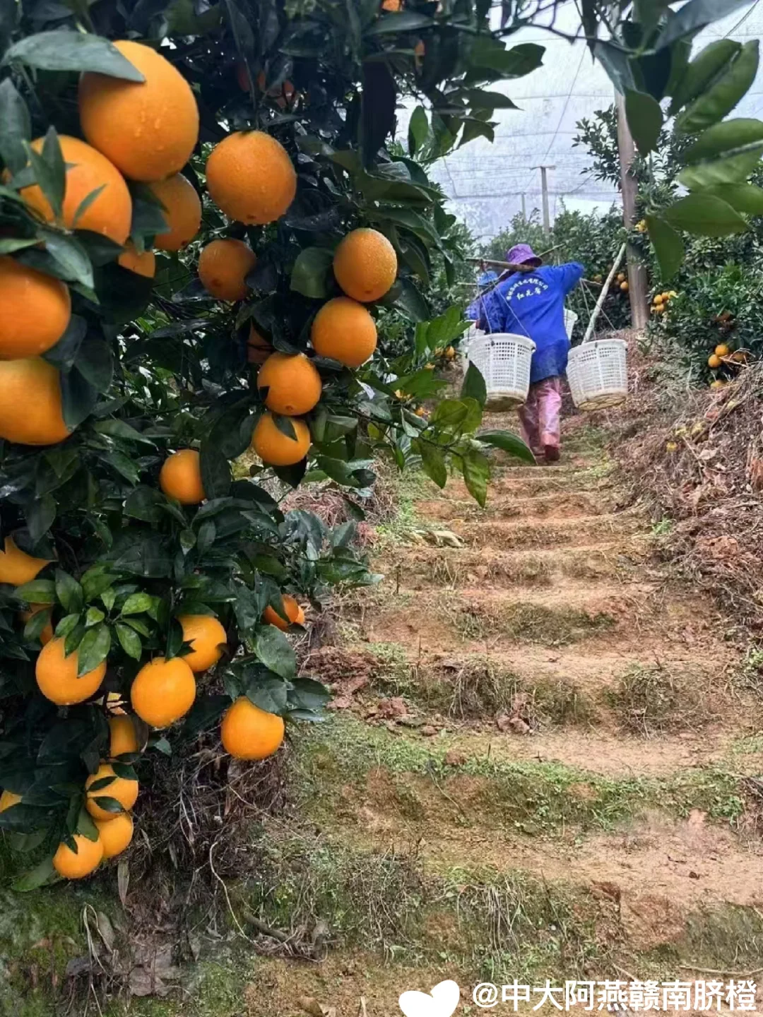 今年赣南脐橙?又要拜托大家了?