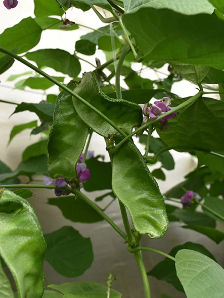 春天种上这6种菜，能吃几个月根本摘不完