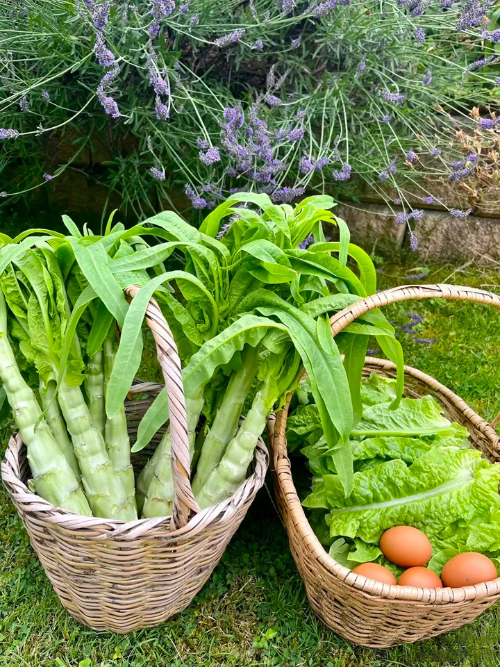 【莴笋种植日记：从绿意萌动到餐桌上的清新】