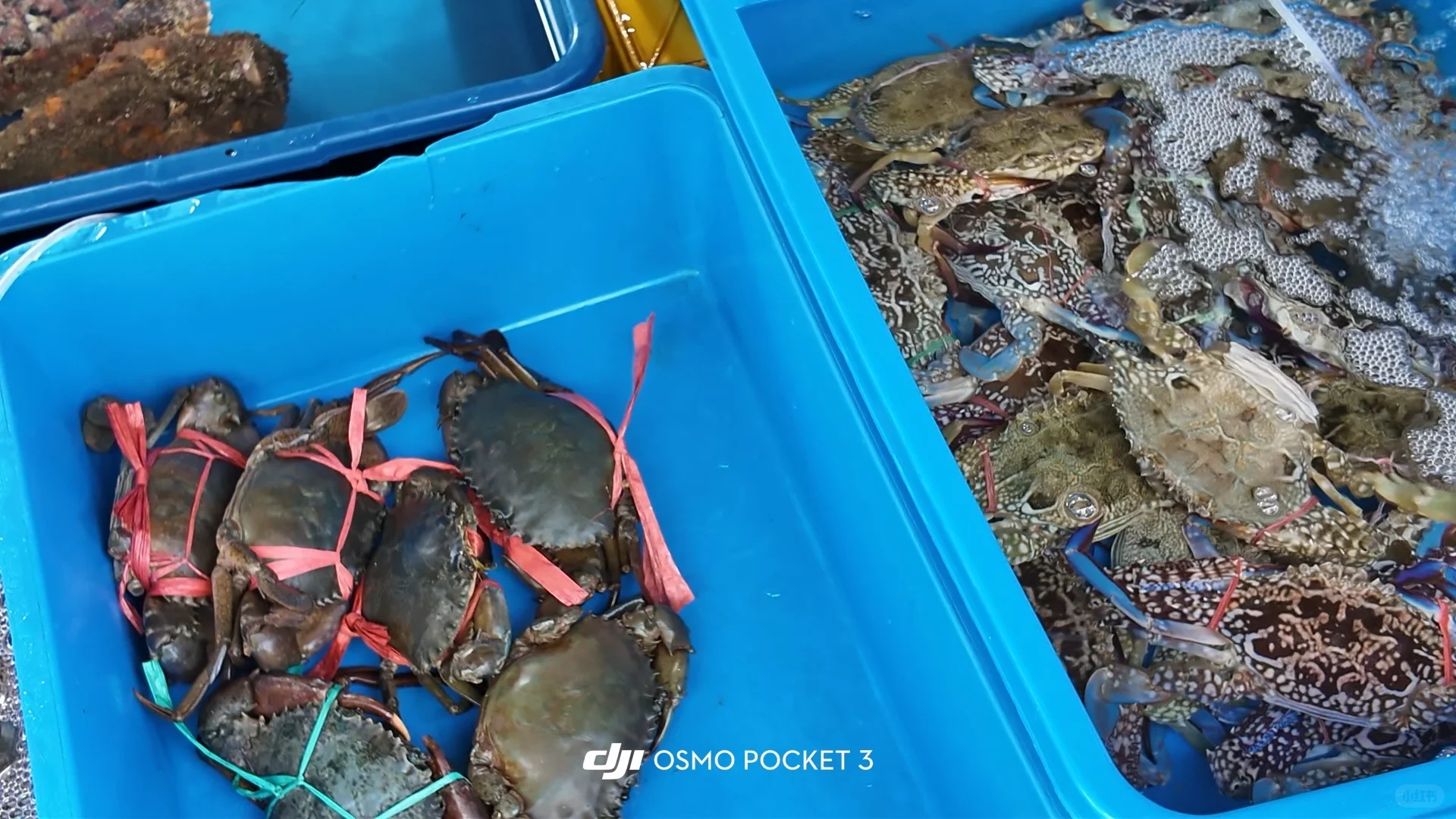 仙本那海鲜市场避坑攻略?2025最新价+砍价