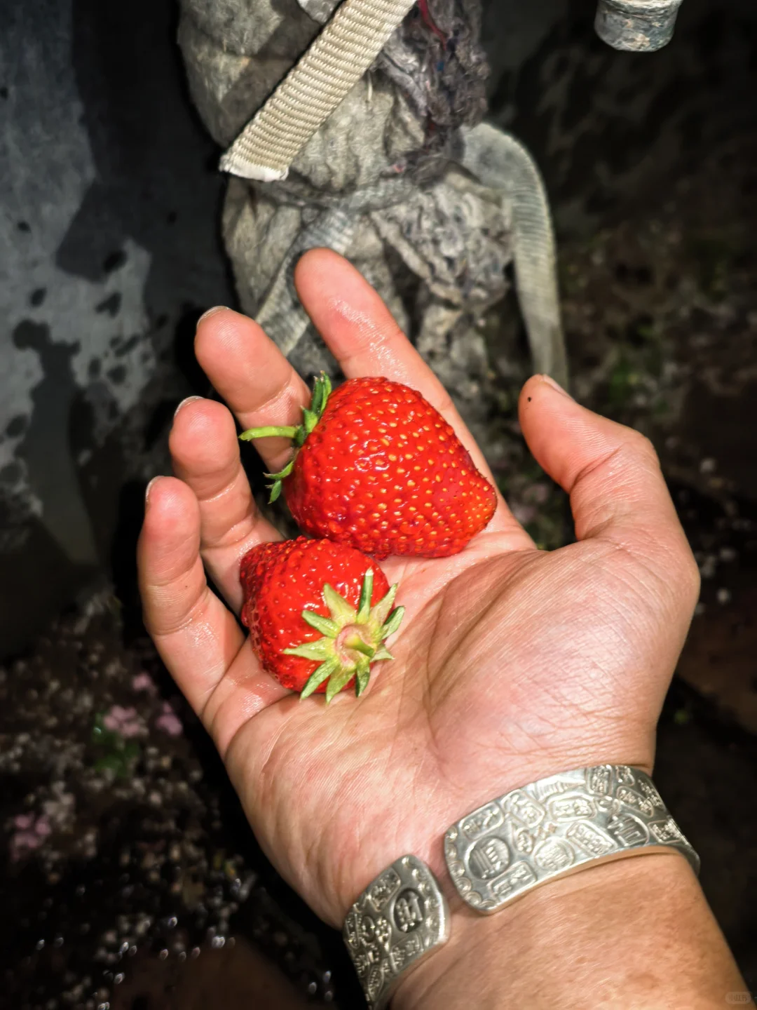 第十二届生物农药与生物防治产业年会