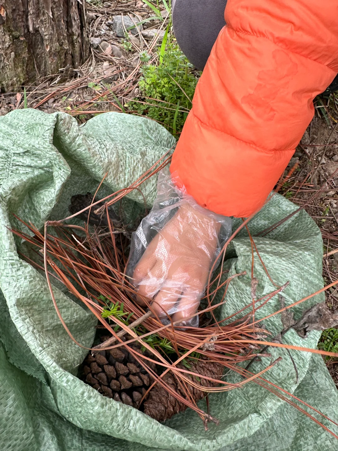 带娃上山捡松鳞，为种蓝莓费尽心思