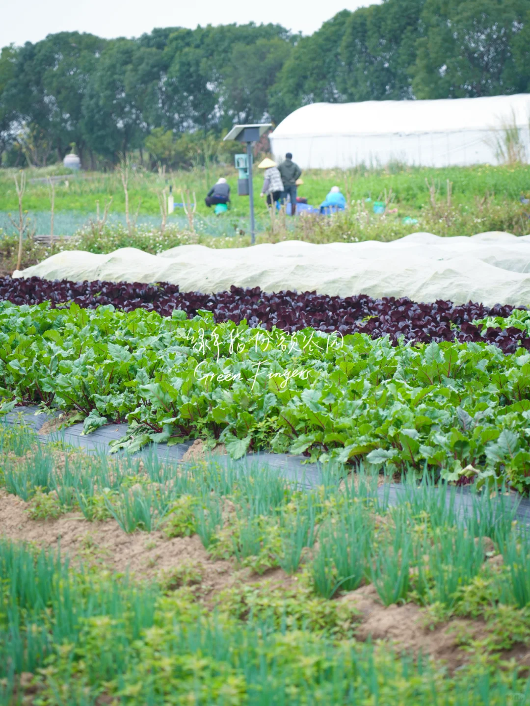 开春蔬菜大狂欢