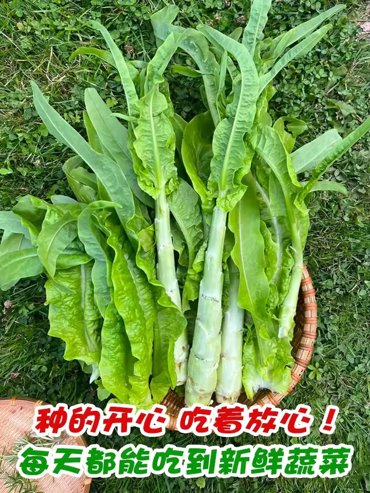 【莴笋种植日记：从绿意萌动到餐桌上的清新】
