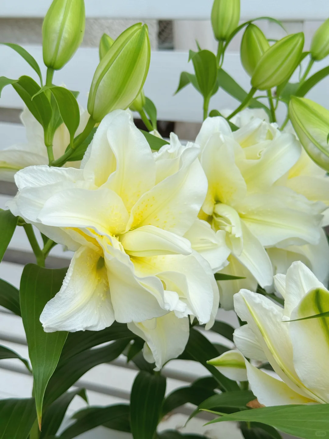 顶着38度高温开花的百合