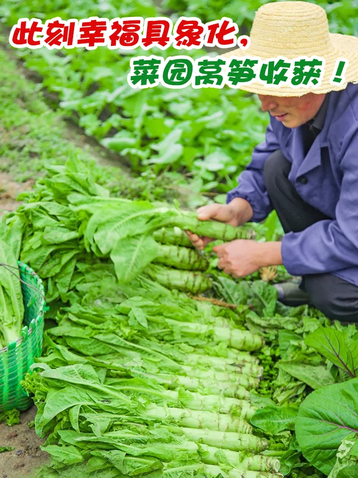 【莴笋种植日记：从绿意萌动到餐桌上的清新】