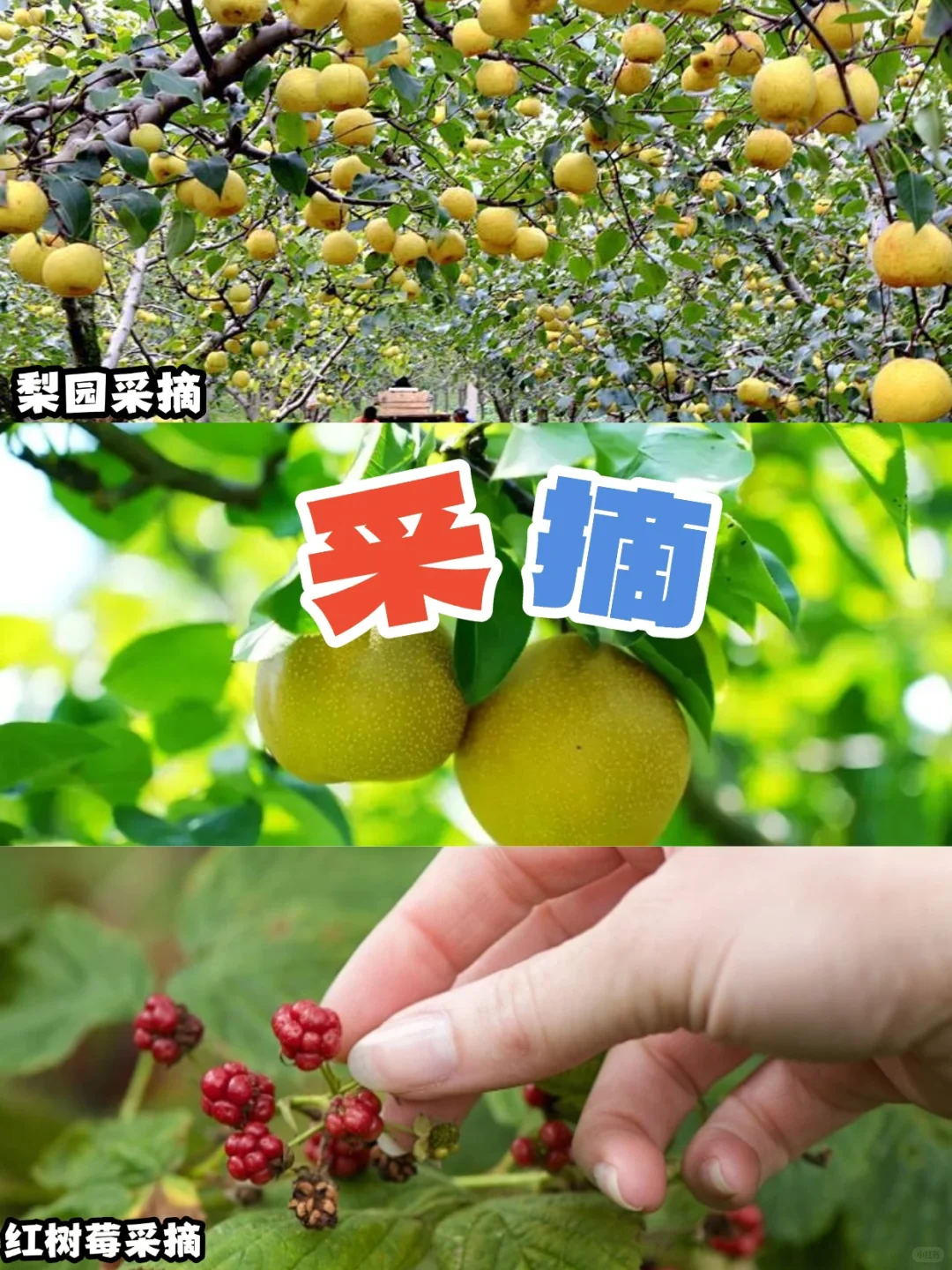 工会秋季助农体验 暖心又好玩 一起助力乡村