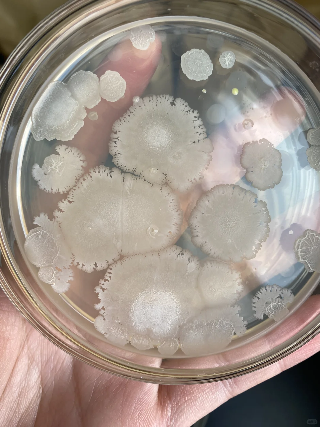 食品微生物菌落总数