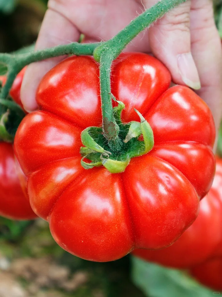 把握种菜黄金期，2月下旬到3月种这些蔬菜