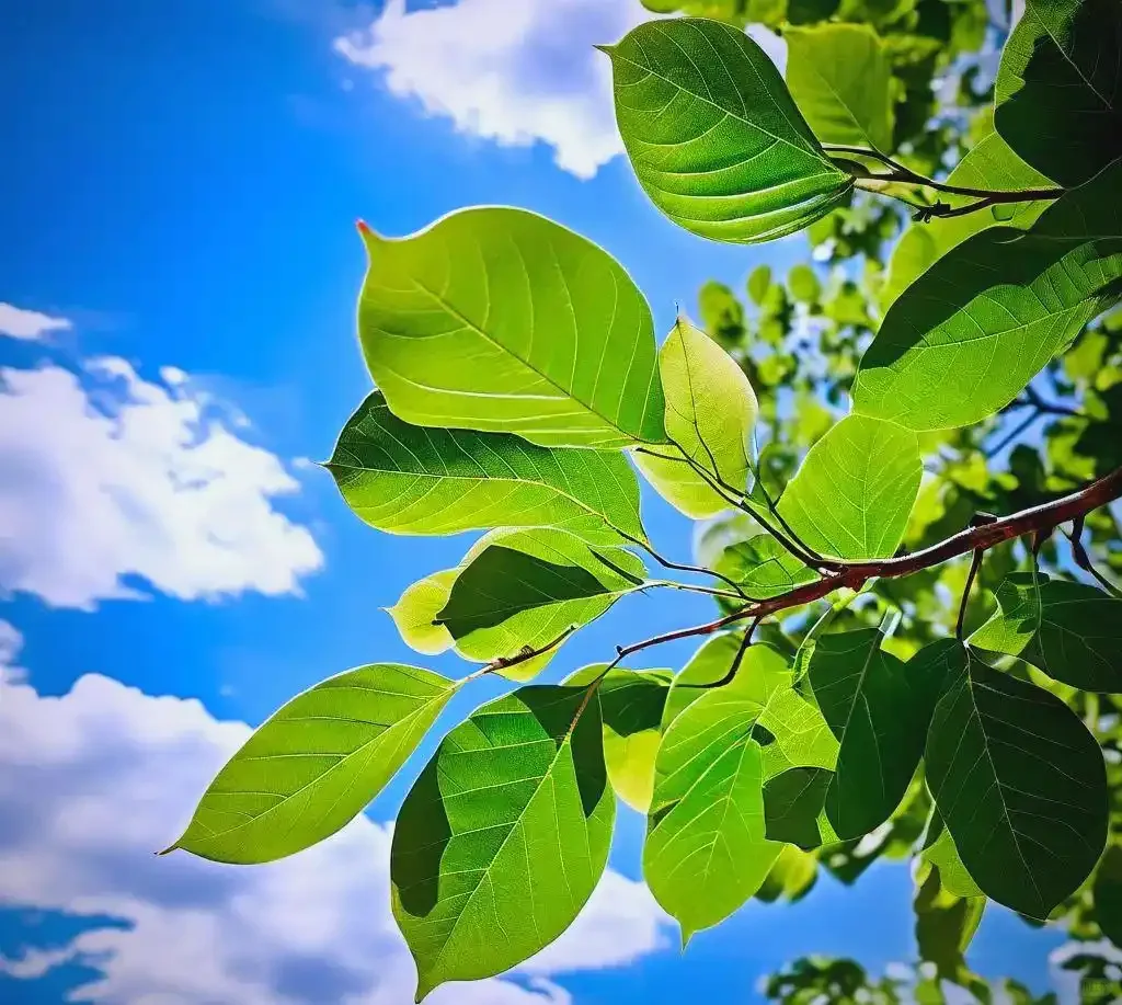 国有企业公司合规管理办法实务手册