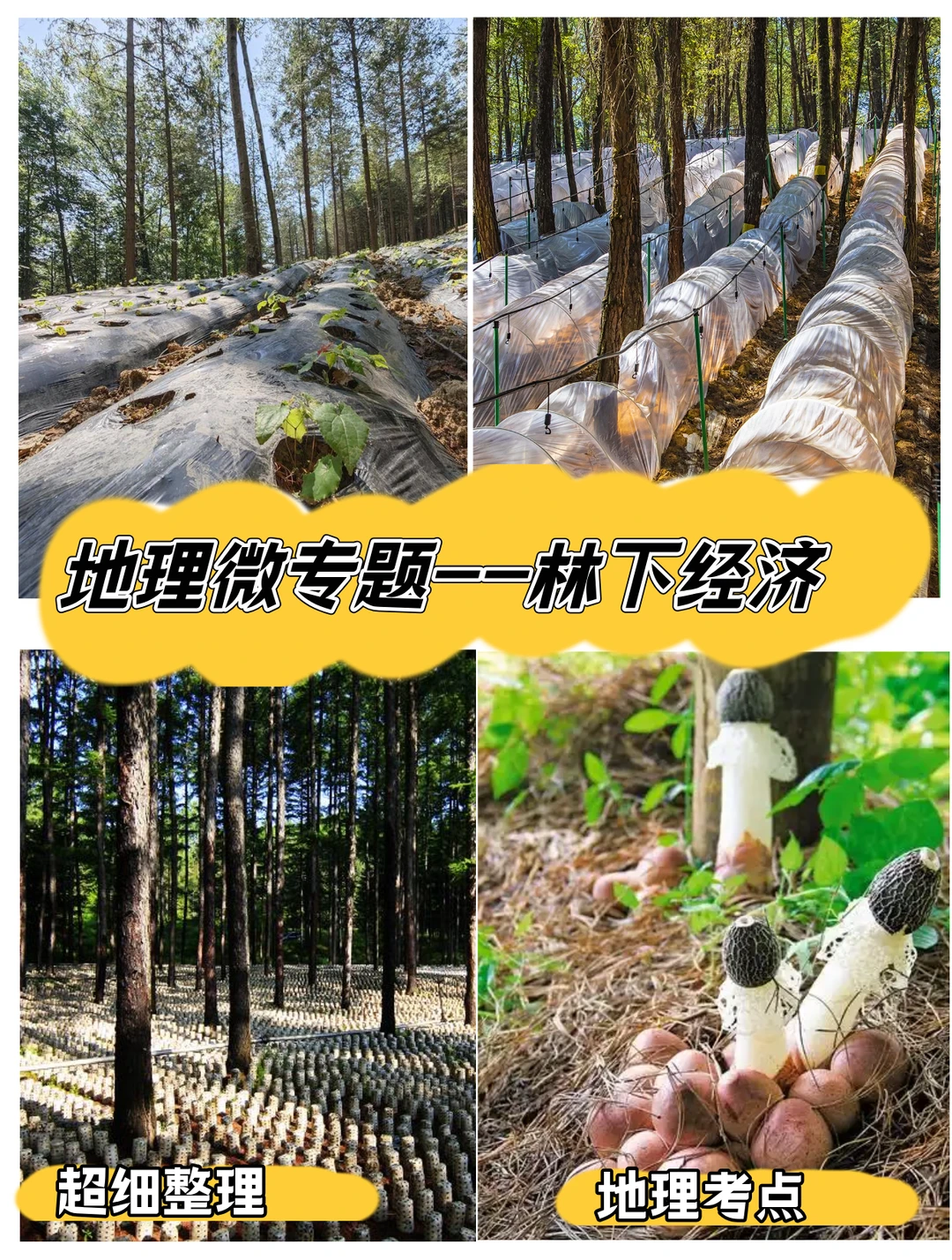 【地理微专题】--林下经济