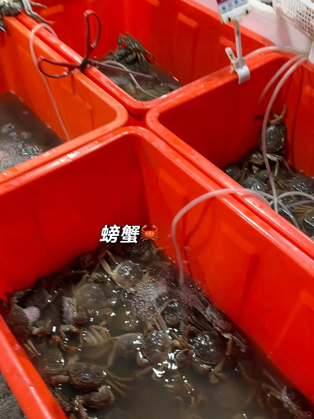 宁德新能源!居然藏着一个宝藏海鲜批发市场