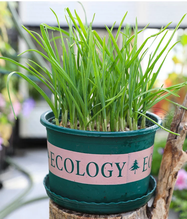 早春抢先种这些菜，收获快，光照不好也能种