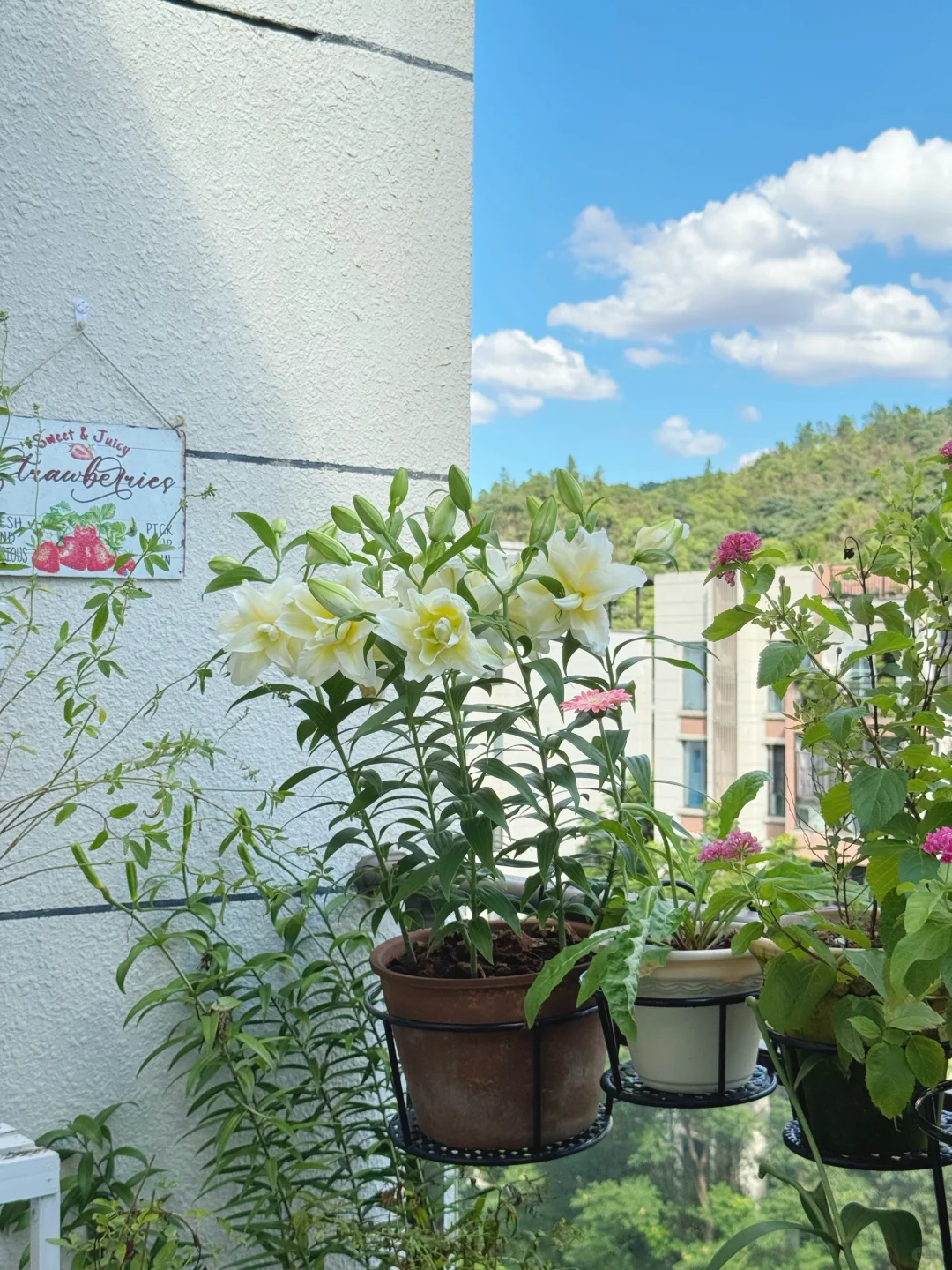 顶着38度高温开花的百合